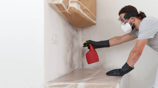 Professional Basement Mold Removal technician working in Gill, CO