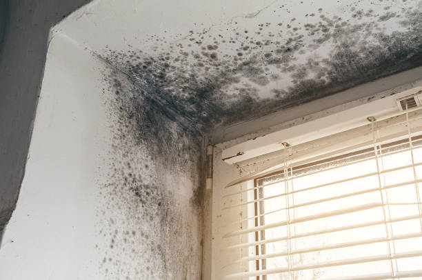 Affordable Basement Mold Removal solutions in Gill, CO