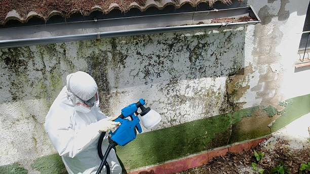 Top rated local Basement Mold Removal specialists in Gill, CO